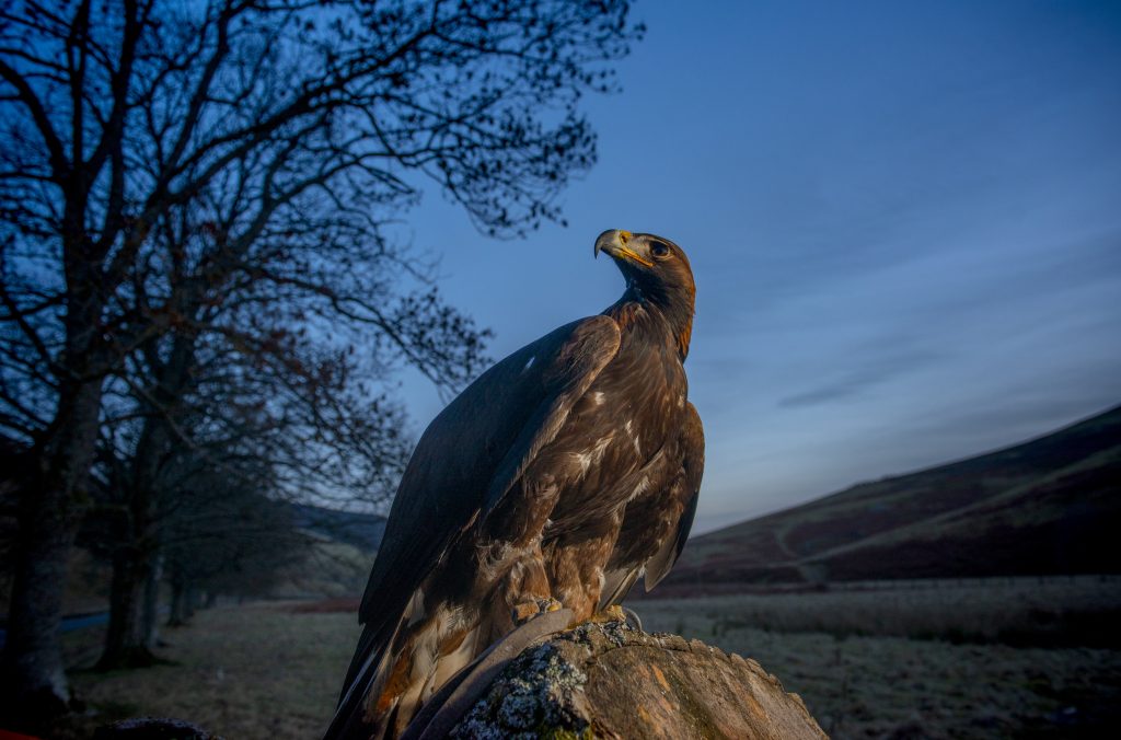 South of Scotland Golden Eagle Project