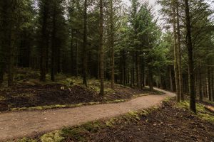 Charitable donations from Enduro event paid for multi-use path in Caberston Forest