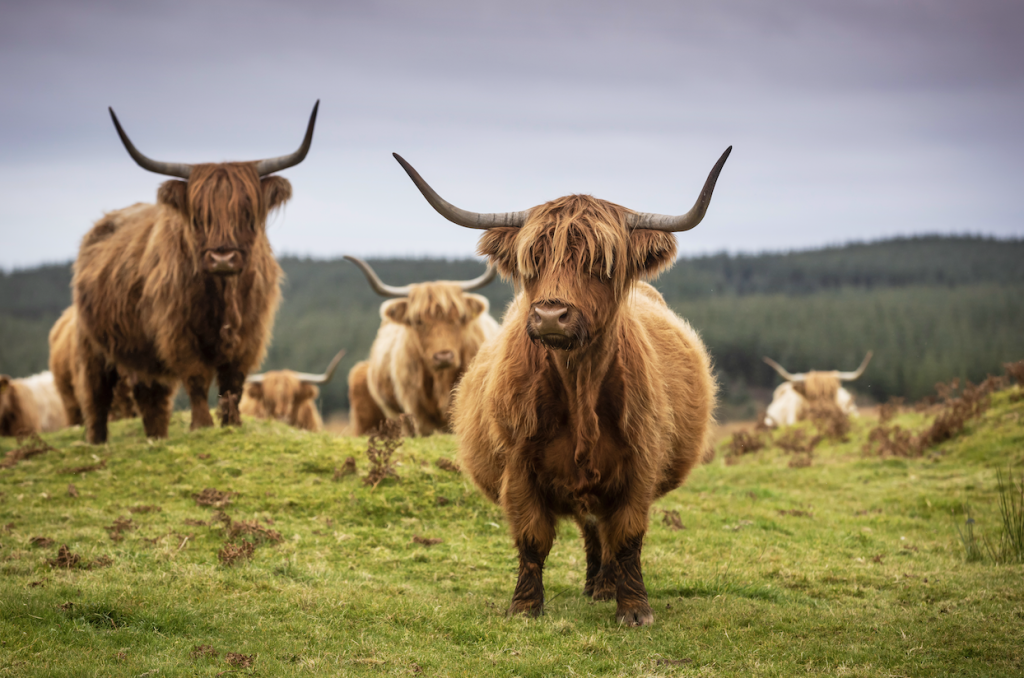 image-scotland-middle