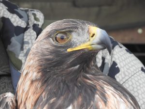 Sub adult golden eagle released in Southern Scotland